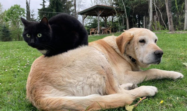 Düzce'den bin 574,395 ton kedi köpek maması ihraç edildi