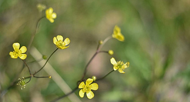 Cemreler Düşüyor, Bahar Yaklaşıyor