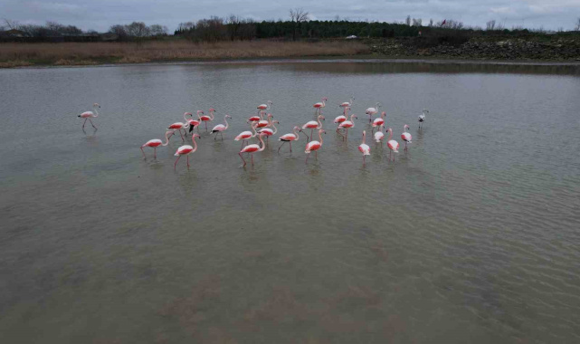 Flamingolar Büyükçekmece Gölü'nde görüntülendi