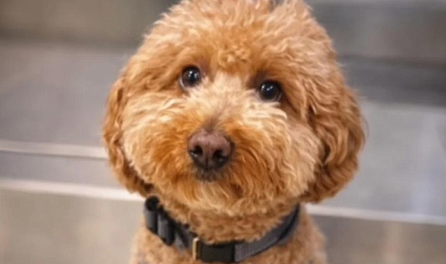 HAVALİMANINDA KÖPEĞİNİ TERK EDİP UÇAĞA BİNMEK İSTEDİ