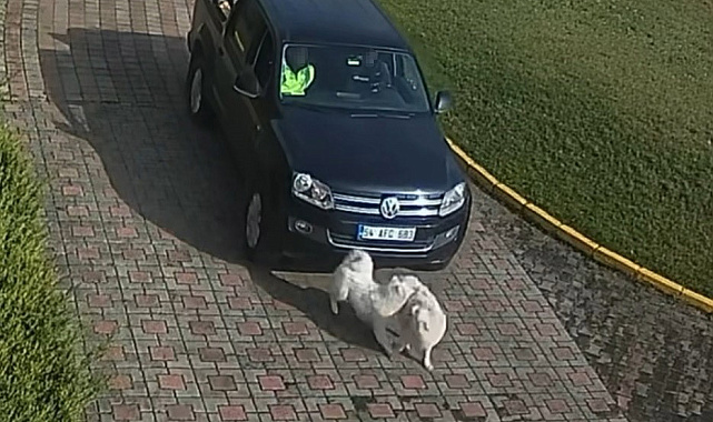 Valilik Konağı'ndaki "köpek ölümü" olayının görüntüleri ortaya çıktı