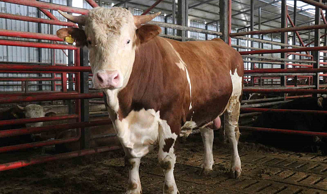 1,5 tonluk dev tosun, 950 bin liraya vitrine çıktı