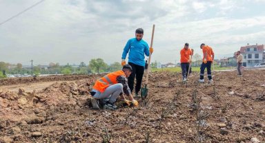 Başiskele'de 15 bin gül fidanı toprakla buluşuyor