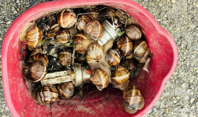 Bolu'da kaçak toplanan 16 kilogram salyangoz ele geçirildi