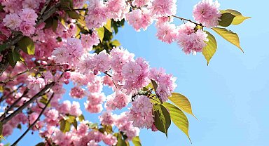 Çark Deresi kıyısında sakura güzelliği