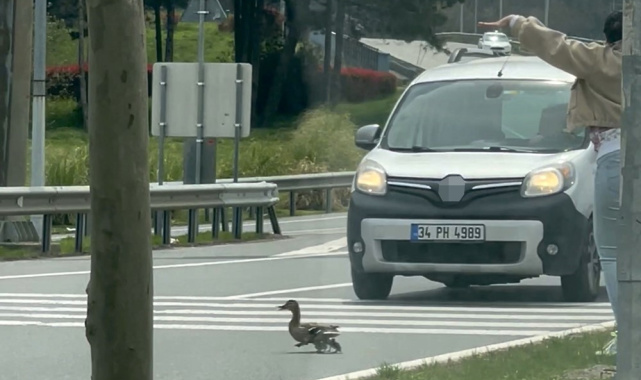 İstanbul'da ördeklerin güvenli geçişi için trafik durduruldu