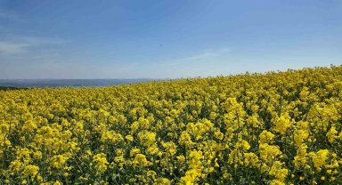 İstanbul'da tarlalar sarıya boyandı