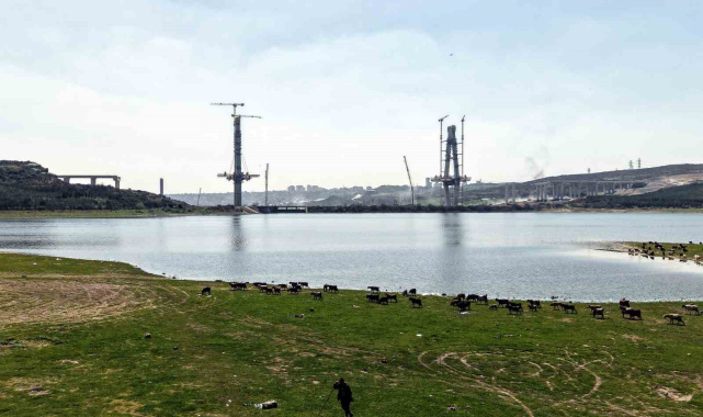 İstanbul'un yeni yüzü; köprü yükselirken keçiler merada