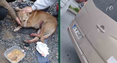 "Köpeğe çarptın" tartışması kamerada