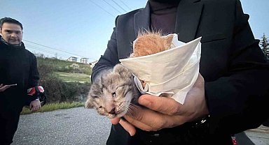 Küçük kızın duyarlılığı sayesinde 2 yavru kedi kurtarıldı