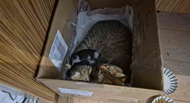 Lisenin maskot kedisi, yavrularını okula emanet etti