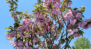Sakarya'da sakura zamanı: çark deresi pembeye büründü