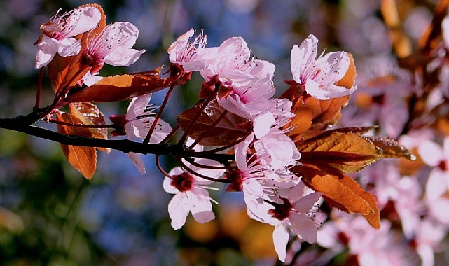 Sakarya Isınıyor! Termometreler 19 Dereceyi Gösterecek