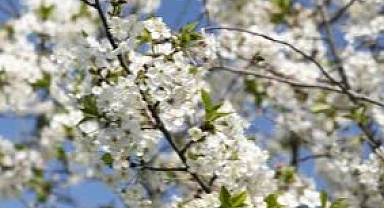 Sakarya Isınıyor! Termometreler 19 Dereceyi Gösterecek