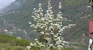 Sakarya'nın yüksek kesimlerinde bahar güzelliği
