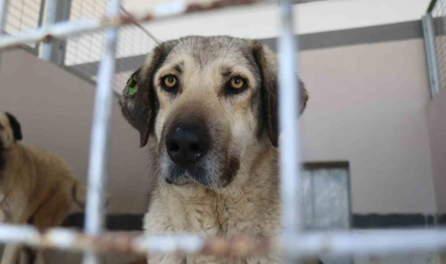 Şikayetler 100'den 20'ye indi: Başiskele'de sokak hayvanı şikayetleri büyük oranda düştü