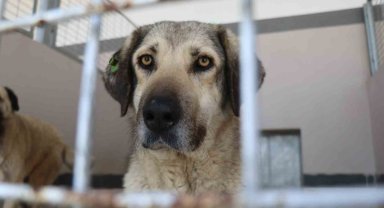 Şikayetler 100'den 20'ye indi: Başiskele'de sokak hayvanı şikayetleri büyük oranda düştü