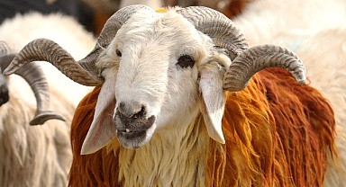 Vekaletle Kurban Bedelleri Açıklandı! Yurt İçi 18 Bin, Yurt Dışı 7 Bin TL