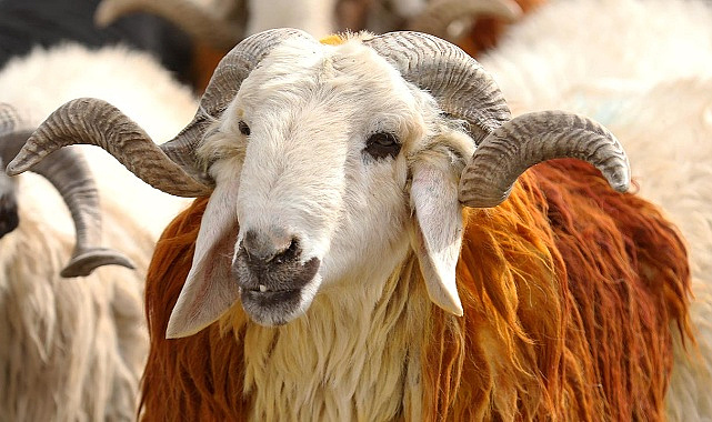 Vekaletle Kurban Bedelleri Açıklandı! Yurt İçi 18 Bin, Yurt Dışı 7 Bin TL