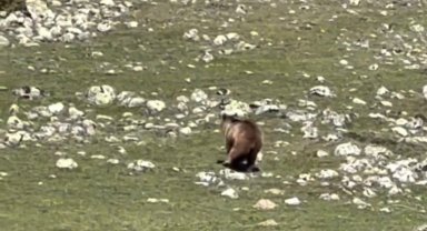 Yürümekte güçlük çeken bozayı ormana böyle ulaşmaya çalıştı