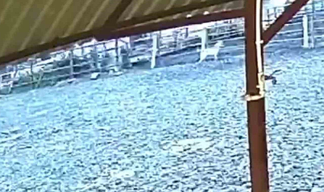 Ağıla giren kurt 8 küçükbaş hayvanı telef etti