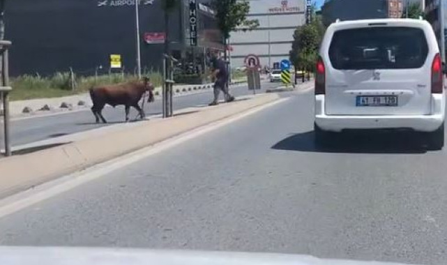 Arnavutköy'de kaçan kurbanlığın ortalığı birbirine kattığı anlar kamerada