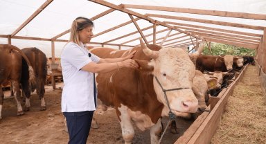 Ataşehir Belediyesi'nden vatandaşlara kurbanlık seçiminde önemli uyarılar