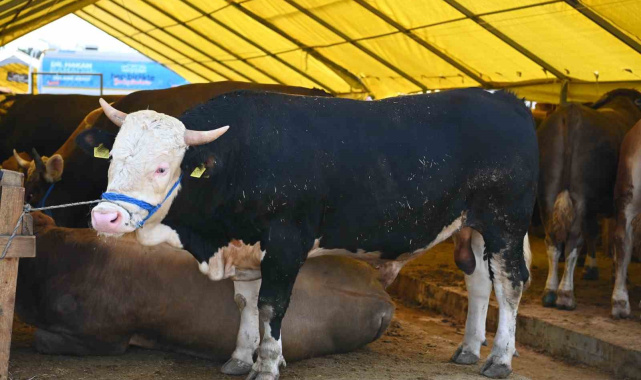 Bahçelievler'de Kurban Bayramı hazırlıkları tamamlandı