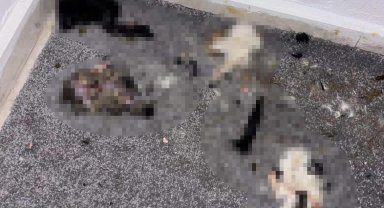 Başakşehir'de sitede kediler parçalanmış halde bulundu