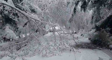Bolu'da mayıs karı ağaç dallarını kırdı