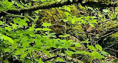 Bolu'da ormanlık alanda gezinen yaban kedisi görüntülendi