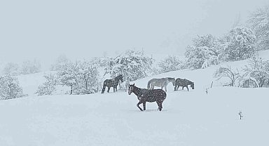 Bolu'da yılkı atları karlar altında görüntülendi