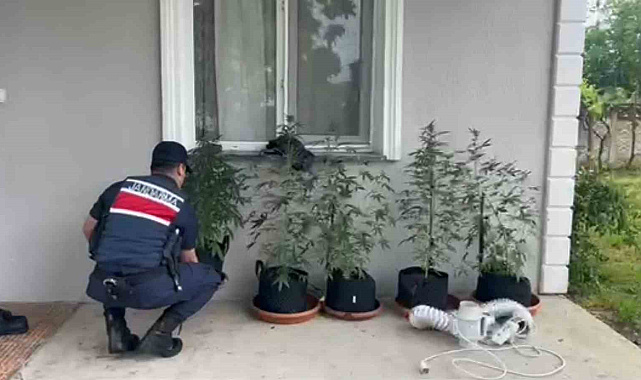 Evini kenevir bahçesine çeviren şahıs yakalandı