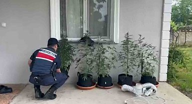 Evini kenevir bahçesine çeviren şahıs yakalandı