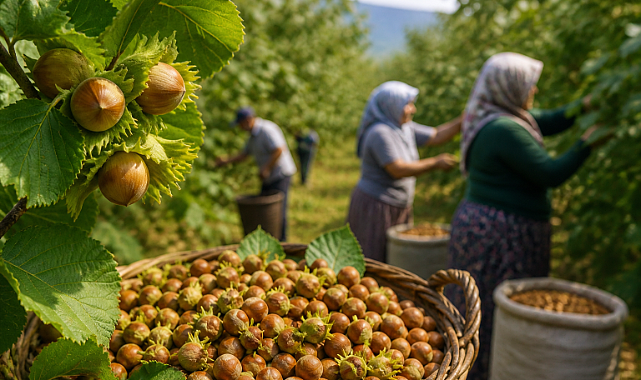 Fındıkta yeni dönem başlıyor: Valilik tedbirleri devreye aldı