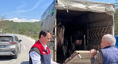 Hayvan sevki denetim altında