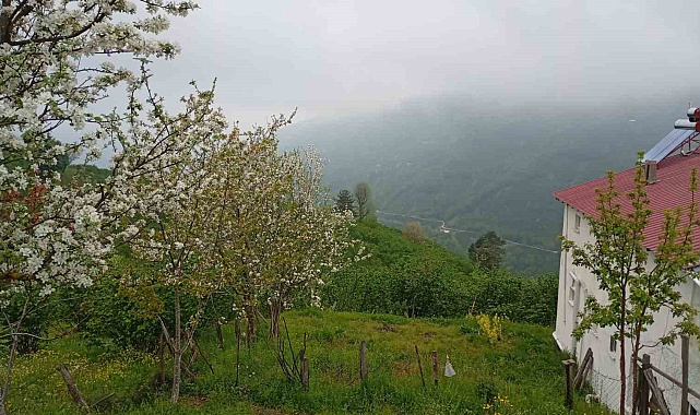 Hendek'in yüksek kesimlerinde bahar ve sis bir arada