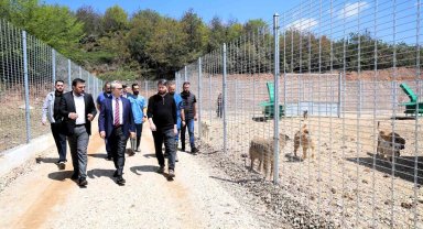 Kocaeli'de 650 köpek kapasiteli yeni barınak hizmete alındı