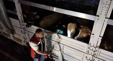 Kurban Bayramı öncesi İstanbul'da sevk noktalarında yoğun mesai