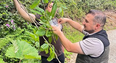 Akçakoca'da kestane gal arısına karşı biyolojik mücadele