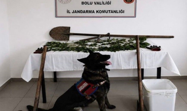 Bolu'da kenevir bahçesi oluşturan şüpheli tutuklandı