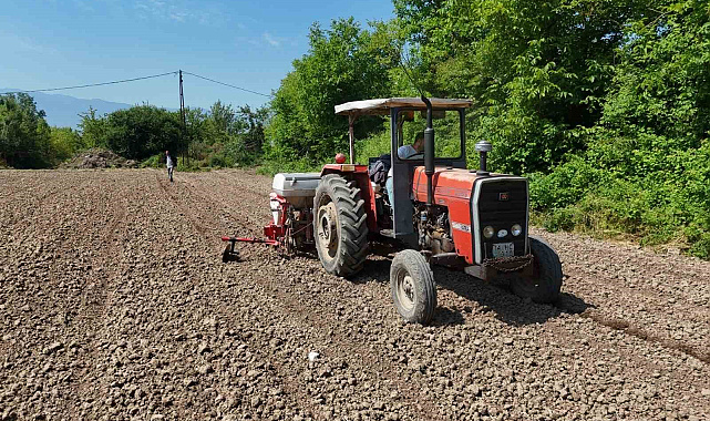 Düzce'de Ata tohumu üretimi büyüyor