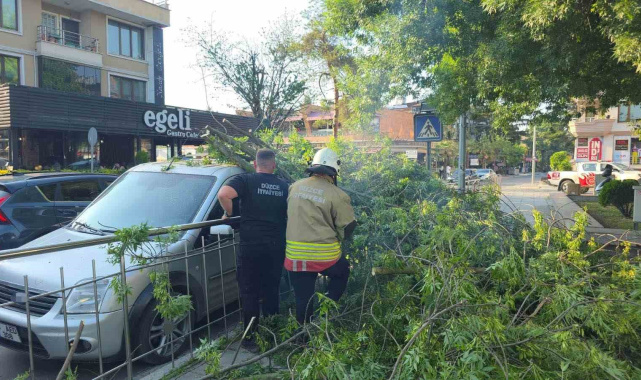 Düzce'de üzerine ağaç devrilen araca "hatalı park" cezası