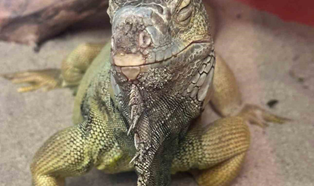 İstanbul'da bir evden tarantula, yılan, akrep, iguana, Afrika dev salyangozları çıktı