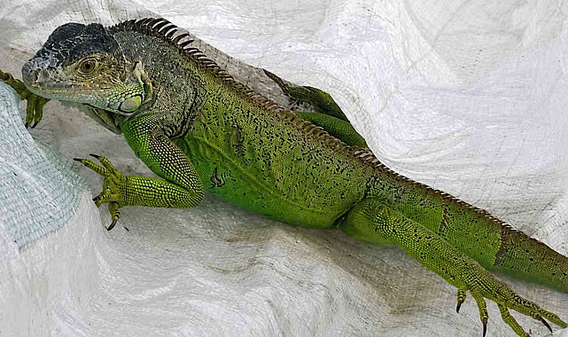 İtfaiyenin iguana mesaisi