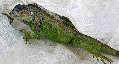 İtfaiyenin iguana mesaisi