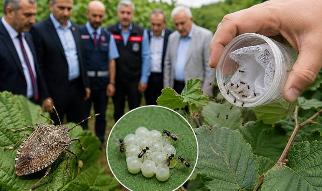 Kokarcaların Amansız Düşmanları Sakarya'da Doğaya Salındı