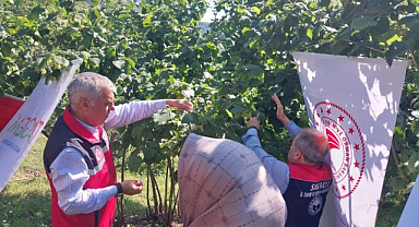 Kokarcaların Amansız Düşmanları Sakarya'da Doğaya Salındı