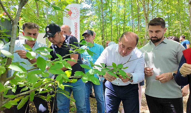 Savaşçı arılar kahverengi kokarcalar için salındı