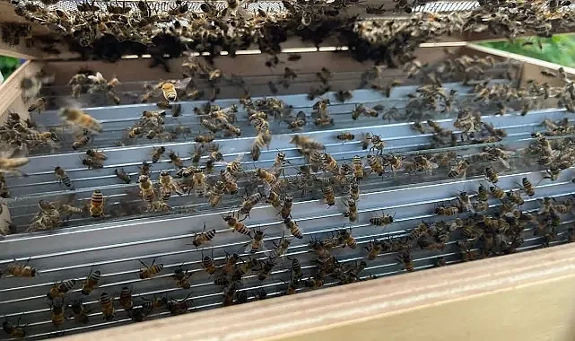 SUBÜ'den tıpta çığır açabilecek proje! Arı zehriyle akut böbrek hasarına yeni tedavi umudu